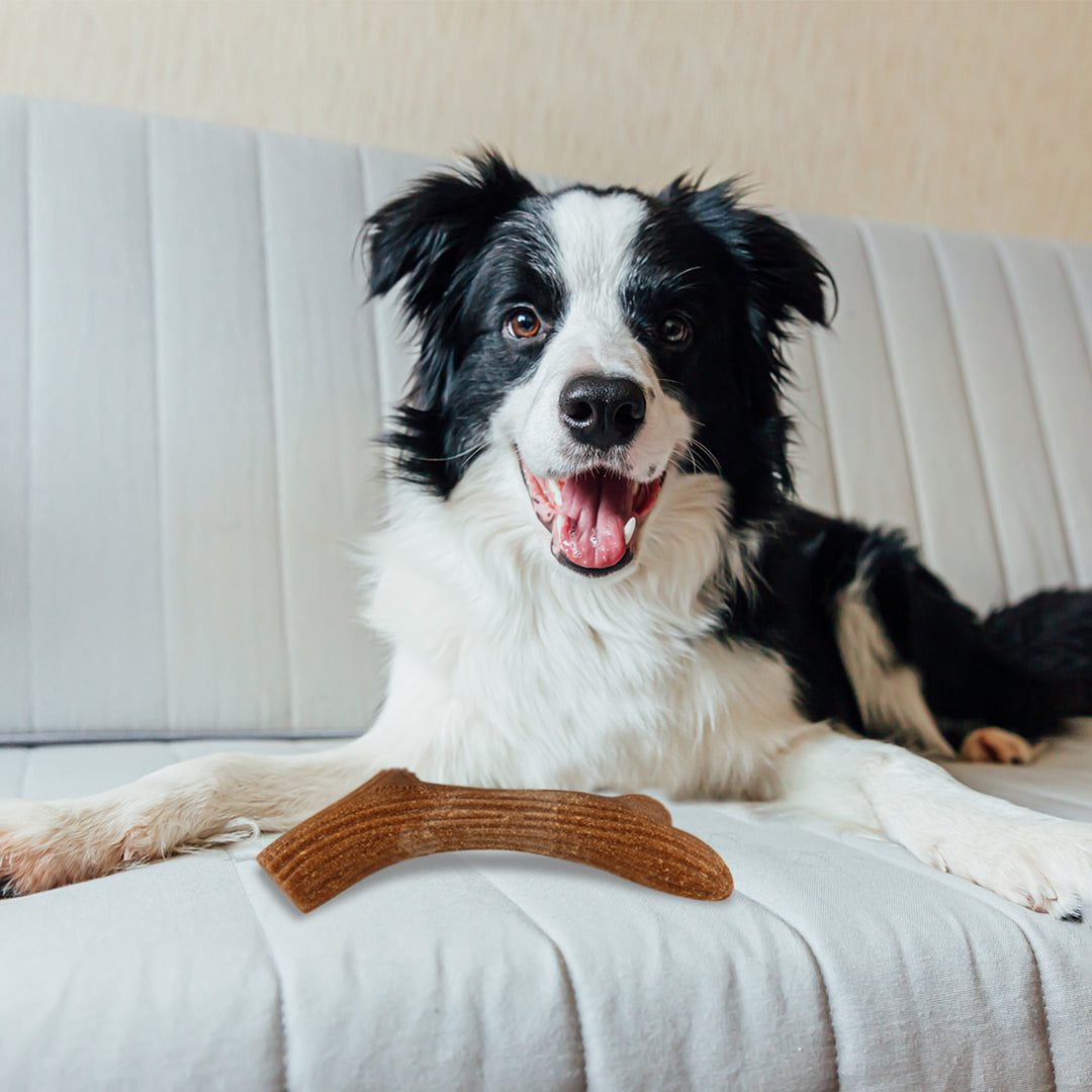 The EYS Wooden Antler Chew Toy: A Sustainable and Healthy Choice for Your Beloved Dog